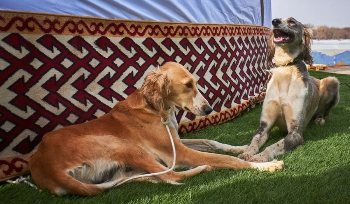Kazak Tazısı Patentlendi: Kültürel Mirasın Korunması