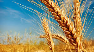 Kazakistan, İran’a Yıllık 2 Milyon Ton Buğday İhracatına Hazır